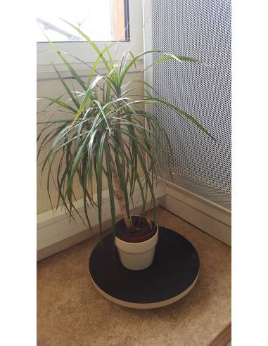 Portavasi su ruote rotondo