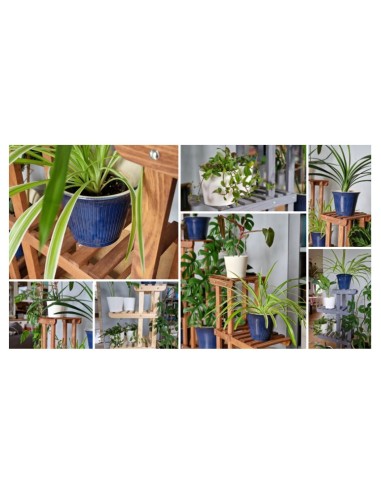 Étagère à plantes 5 niveaux en bois