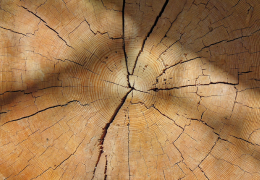 Quels tasseaux utiliser pour poser des lambris en bois ?