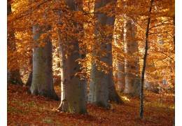 Escalier en bois : quelle est la meilleure essence ?